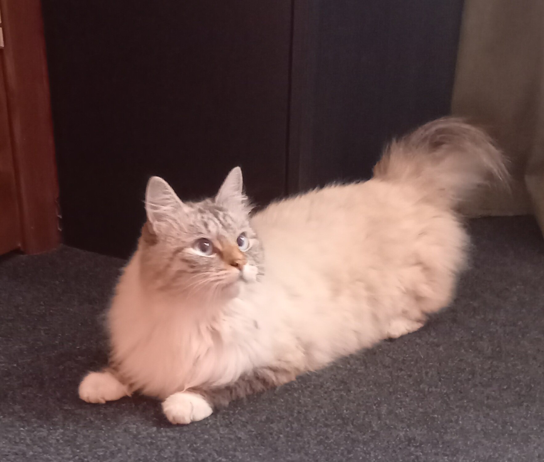 Фото Толстый кот