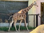Жираф (1И, Aleksandrovskiy Park), zoo