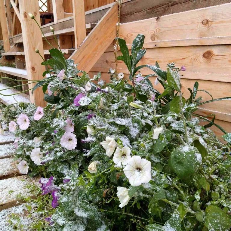 Фото Пилигрим