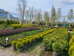 ElitPark (Stavropol Territory, Mineralovodskiy munitsipalny okrug, R-217 Kavkaz, 355-y kilometr), centro de jardinería