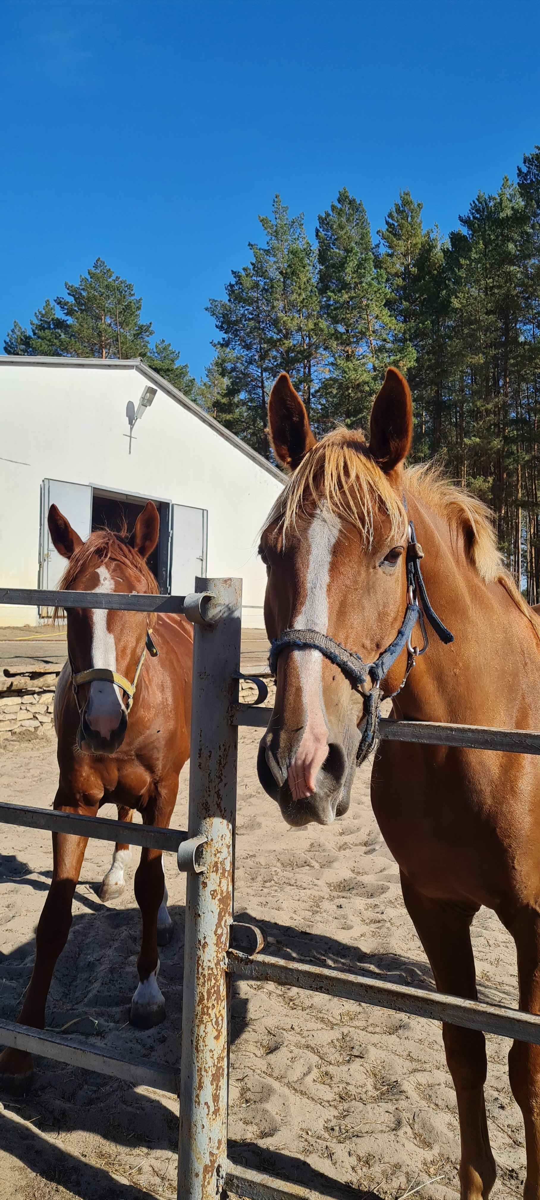 Фото Лесная