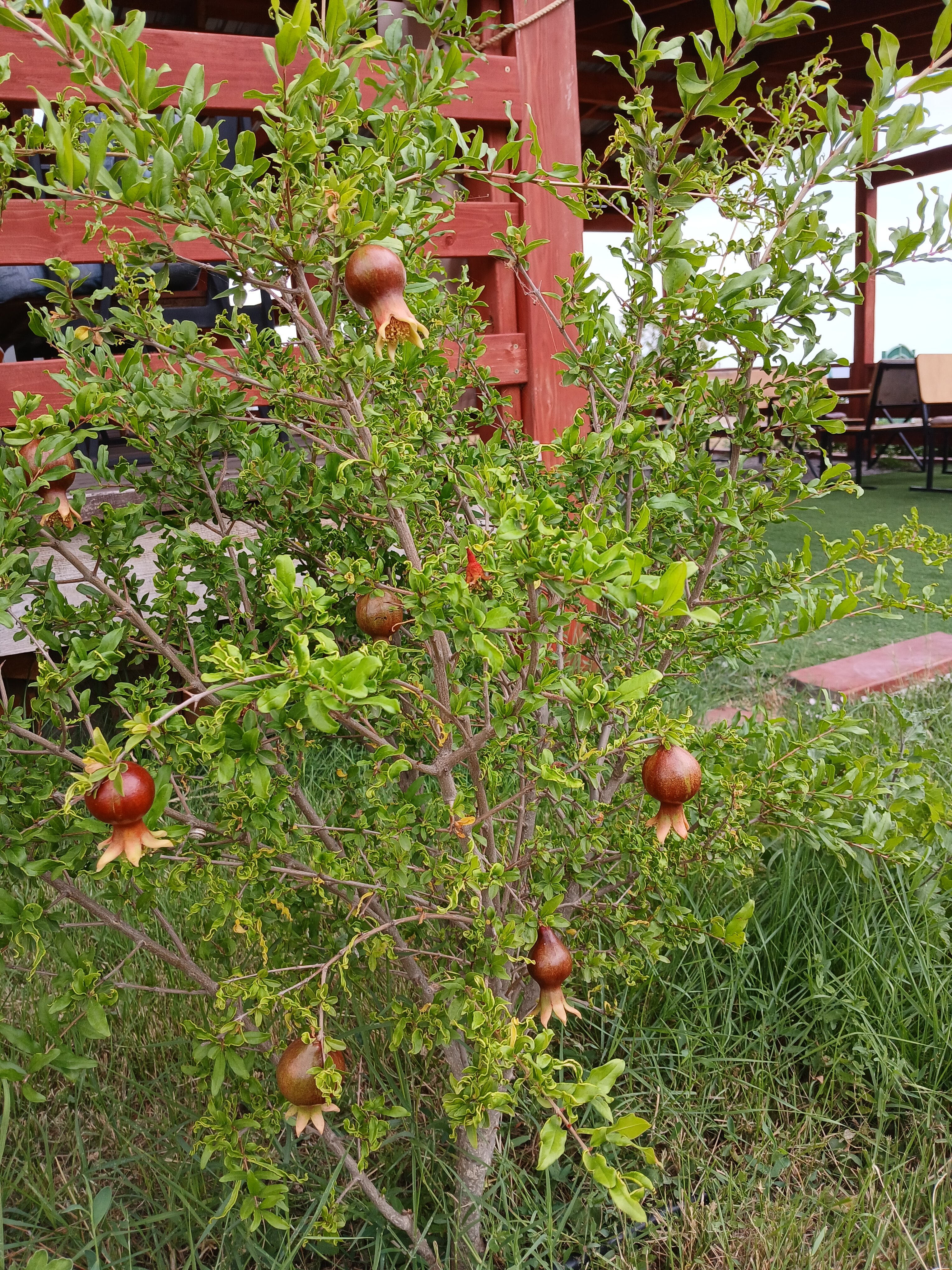 Фото Порфмий