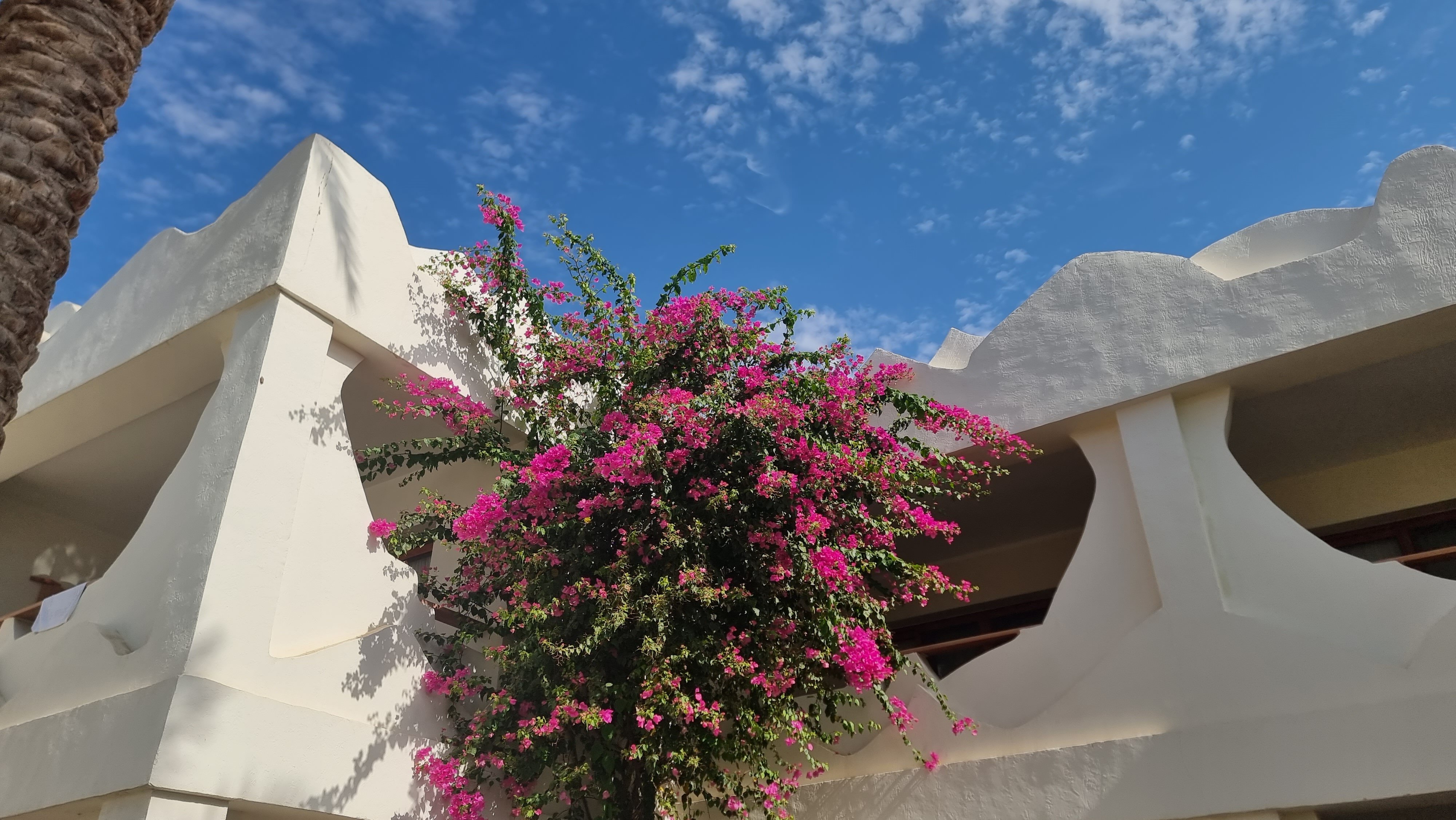 Фото Swiss Inn Resort Dahab