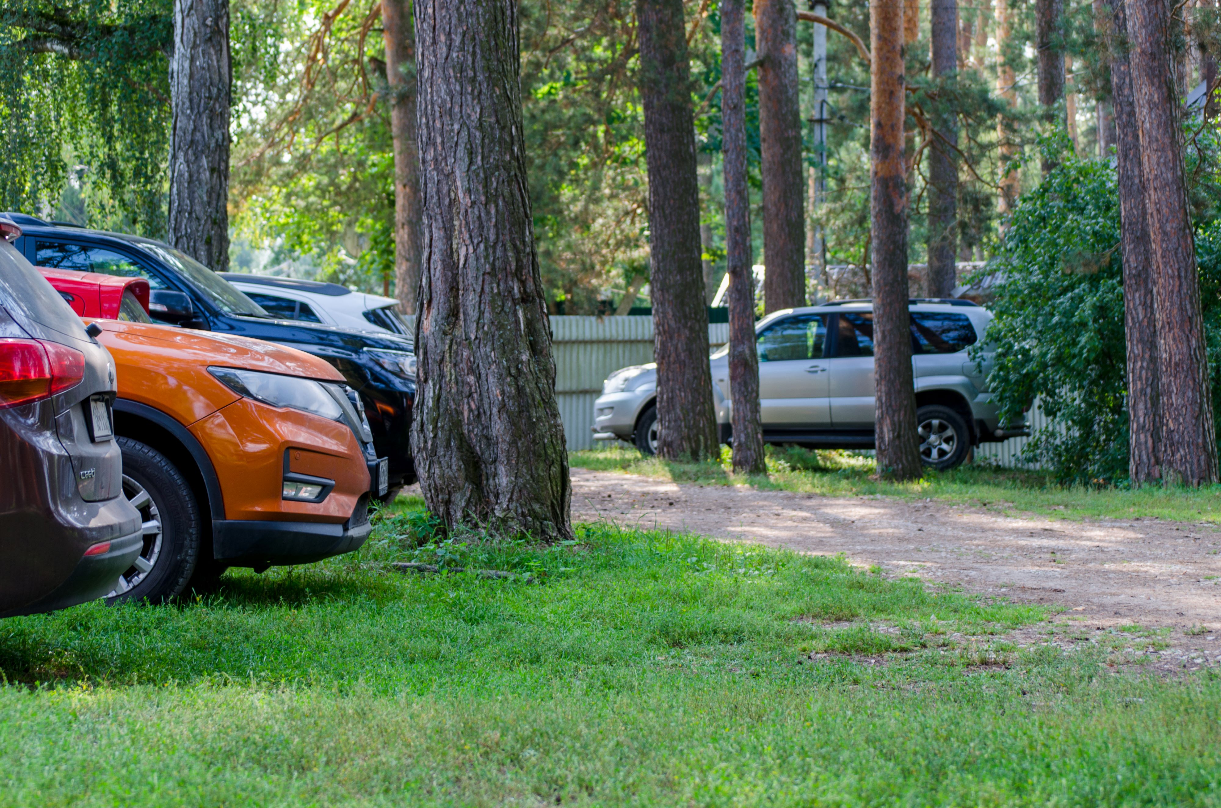 Фото Берёзовая роща