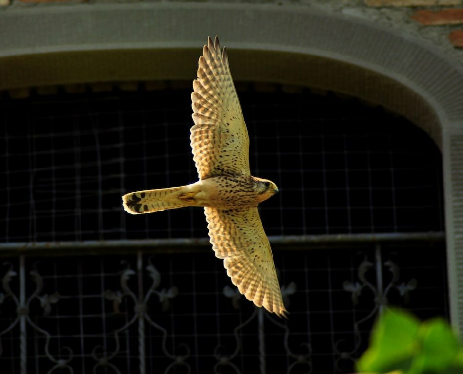 Фото Agriturismo Villa La Morina