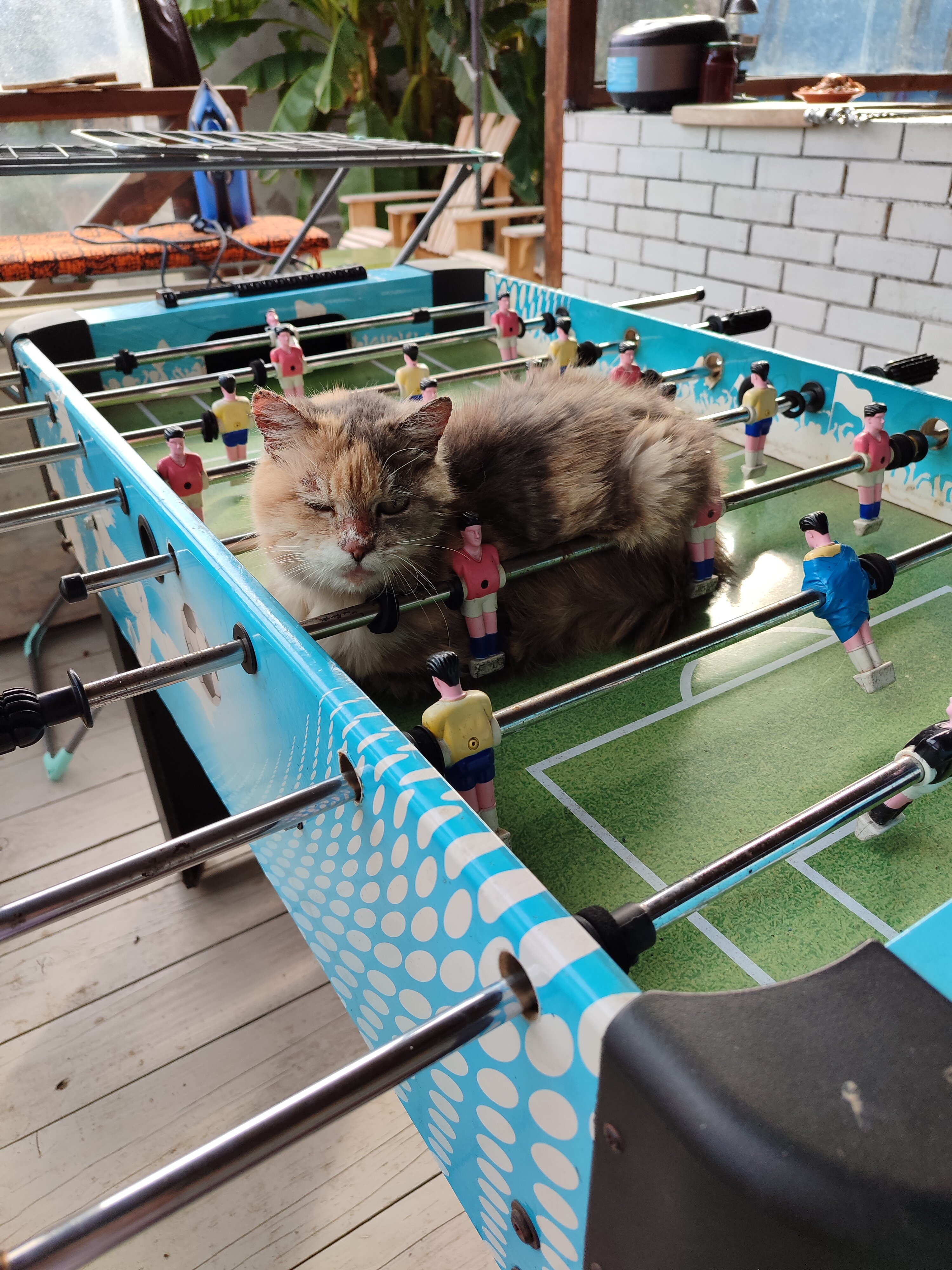 Фото Горная Лаванда