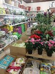 Мир растений Семена (rabochiy posyolok Tuchkovo, Sovetskaya ulitsa, 4), seed shop
