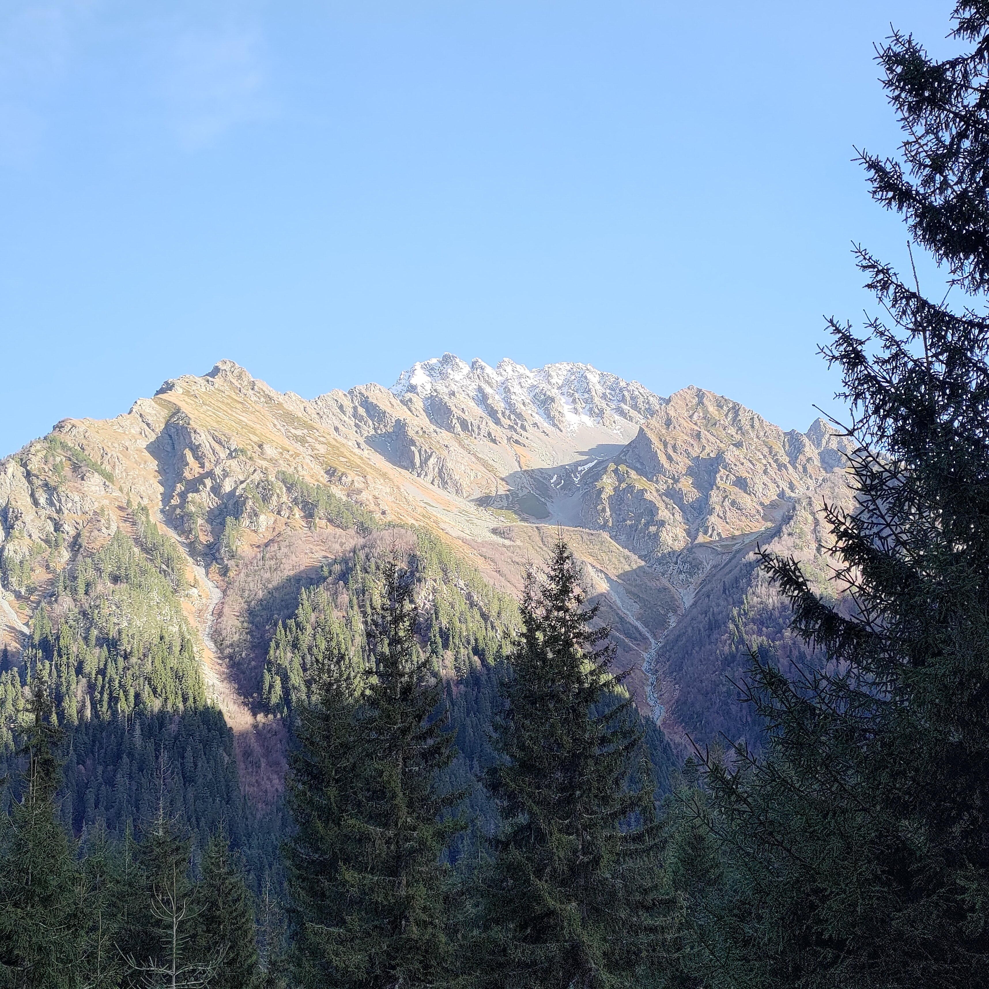 Фото ПихтаHouse