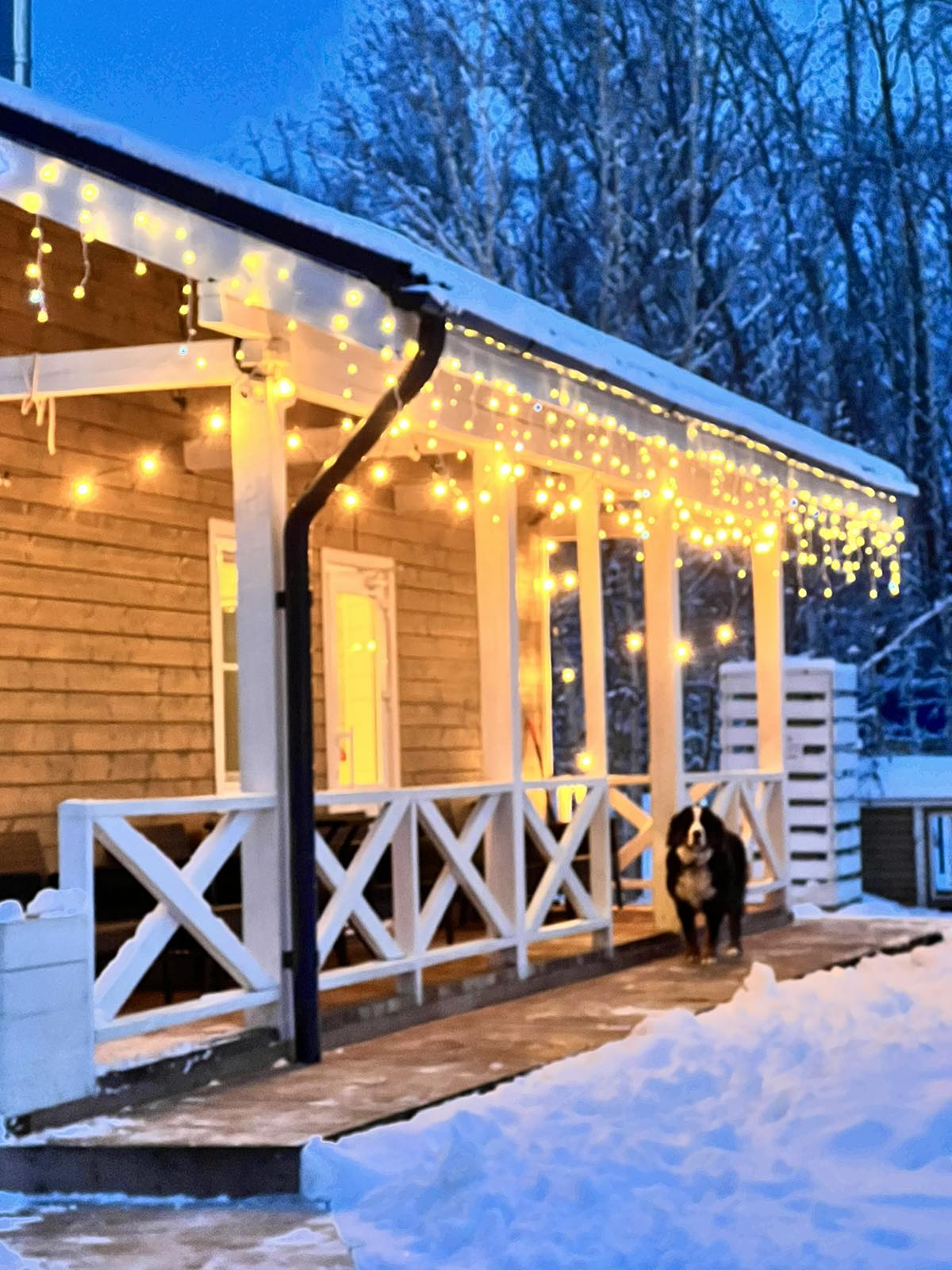 Фото Пара Альпак