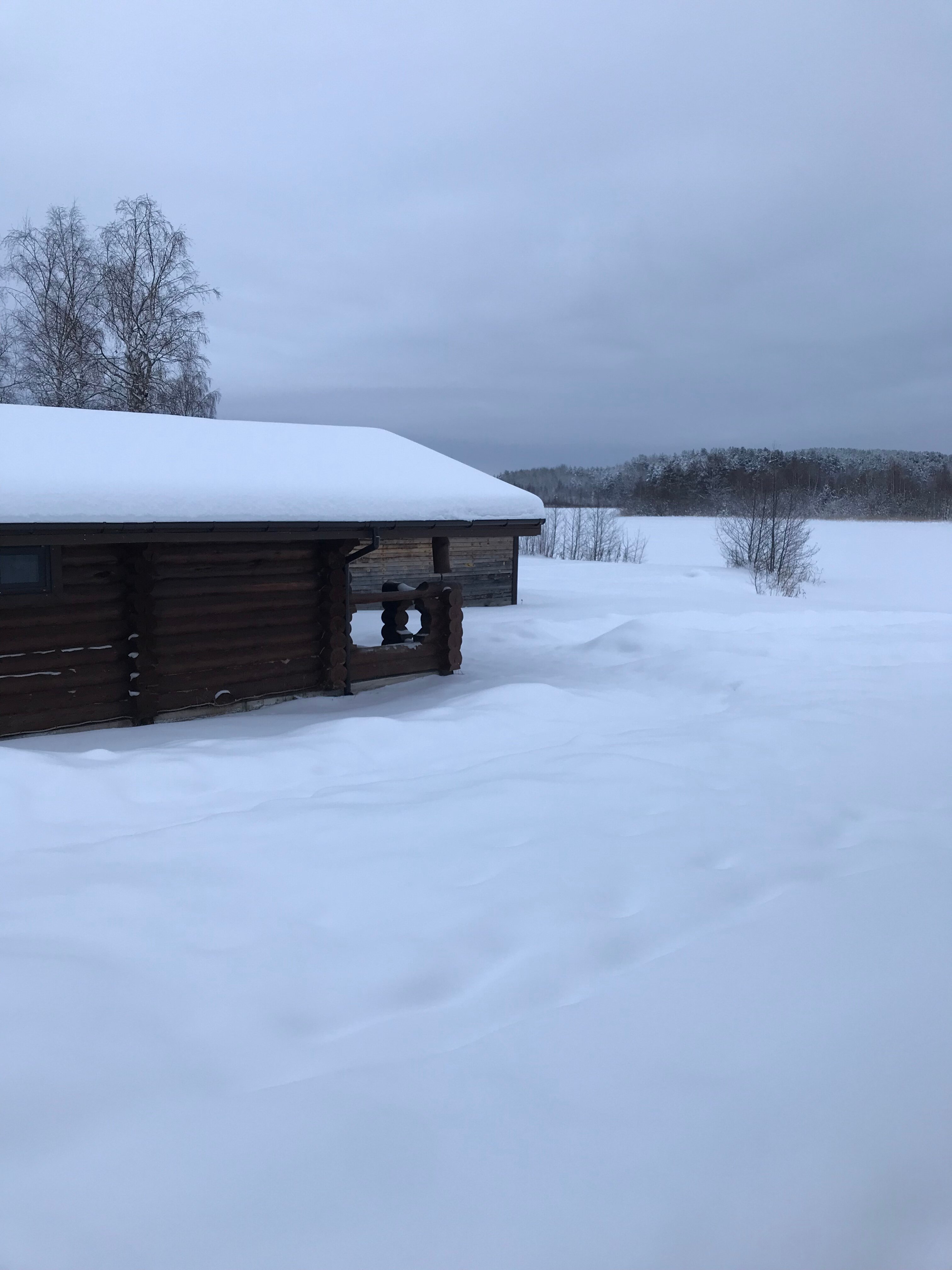 Фото Таволга