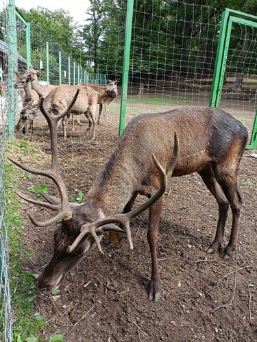 Animal nursery Deers, Tavush, photo