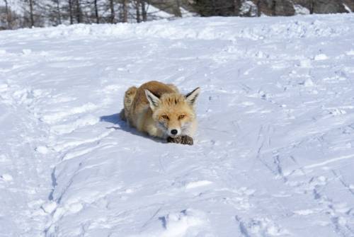 Фото Albergo Boule de Neige