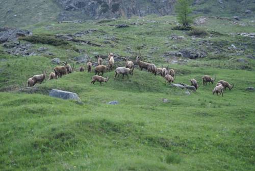 Фото Albergo Boule de Neige