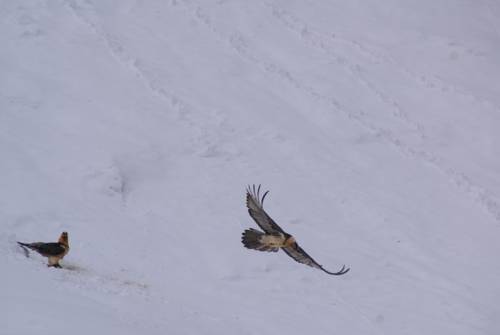 Фото Albergo Boule de Neige