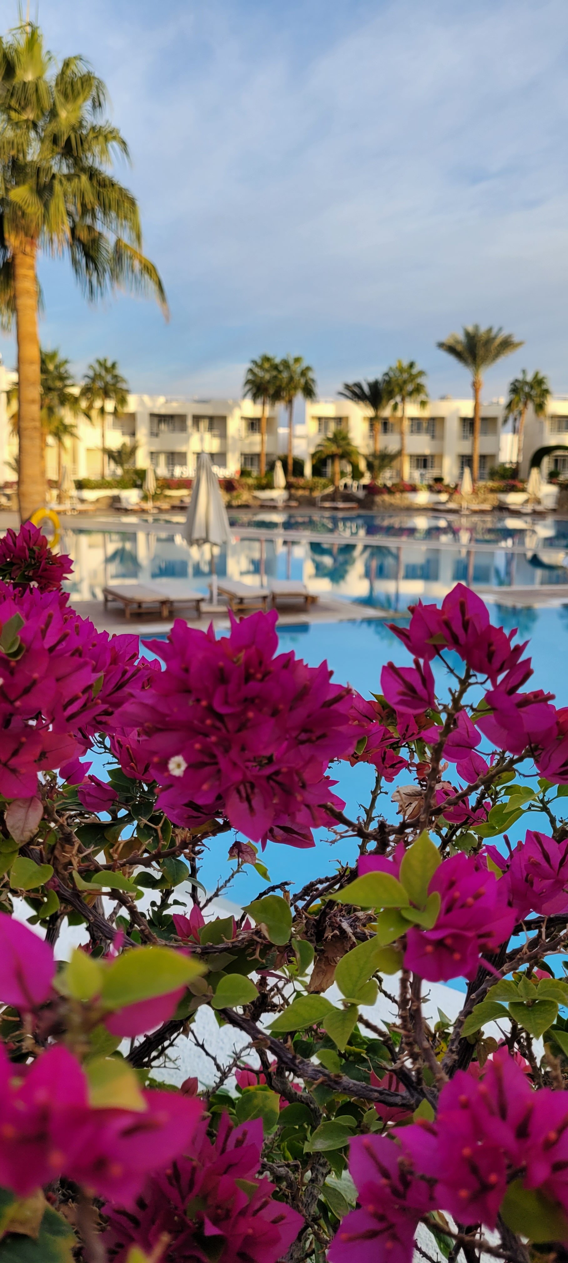 Фото Sharm Reef Hotel