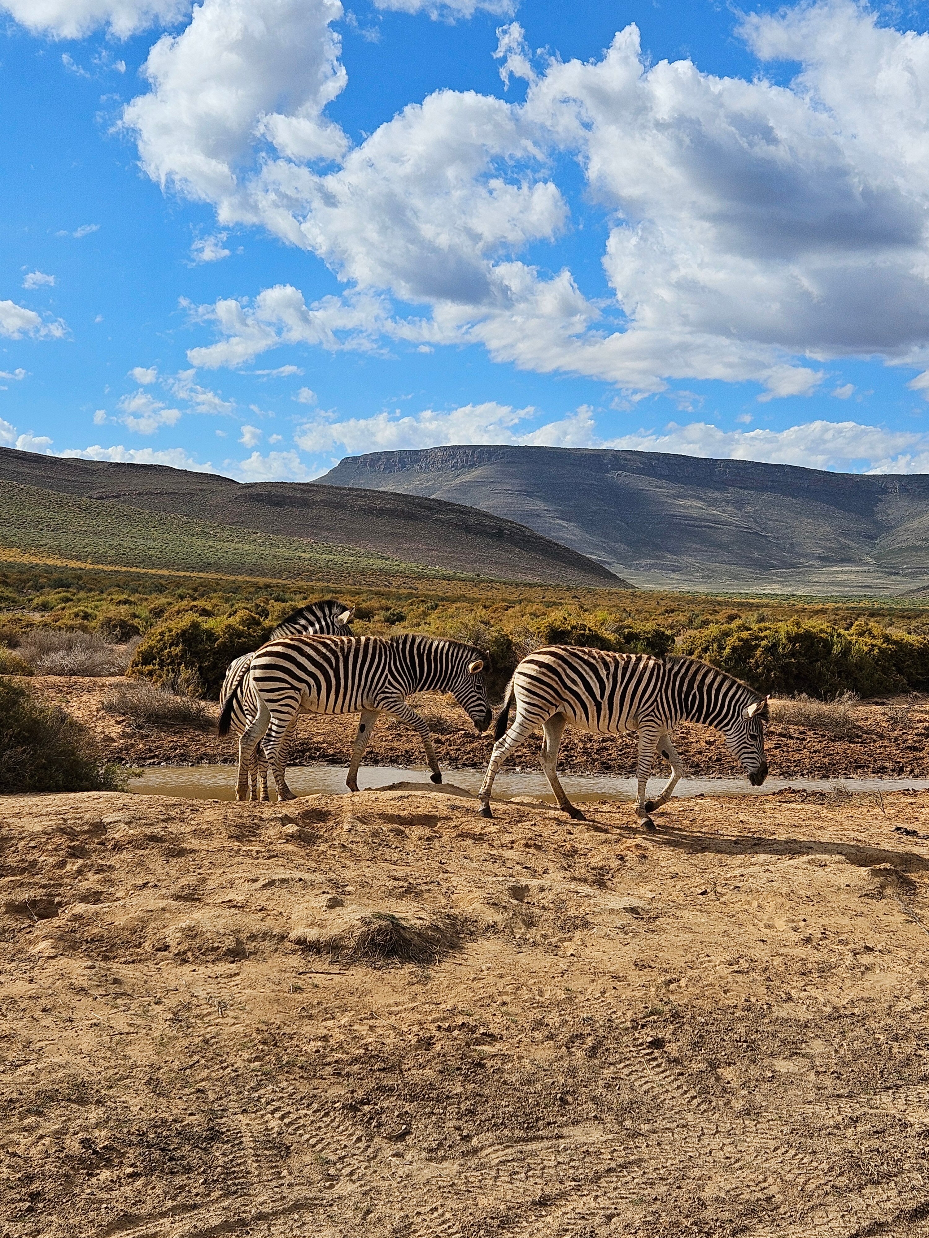 Фото Aquila Private Game Reserve & SPA