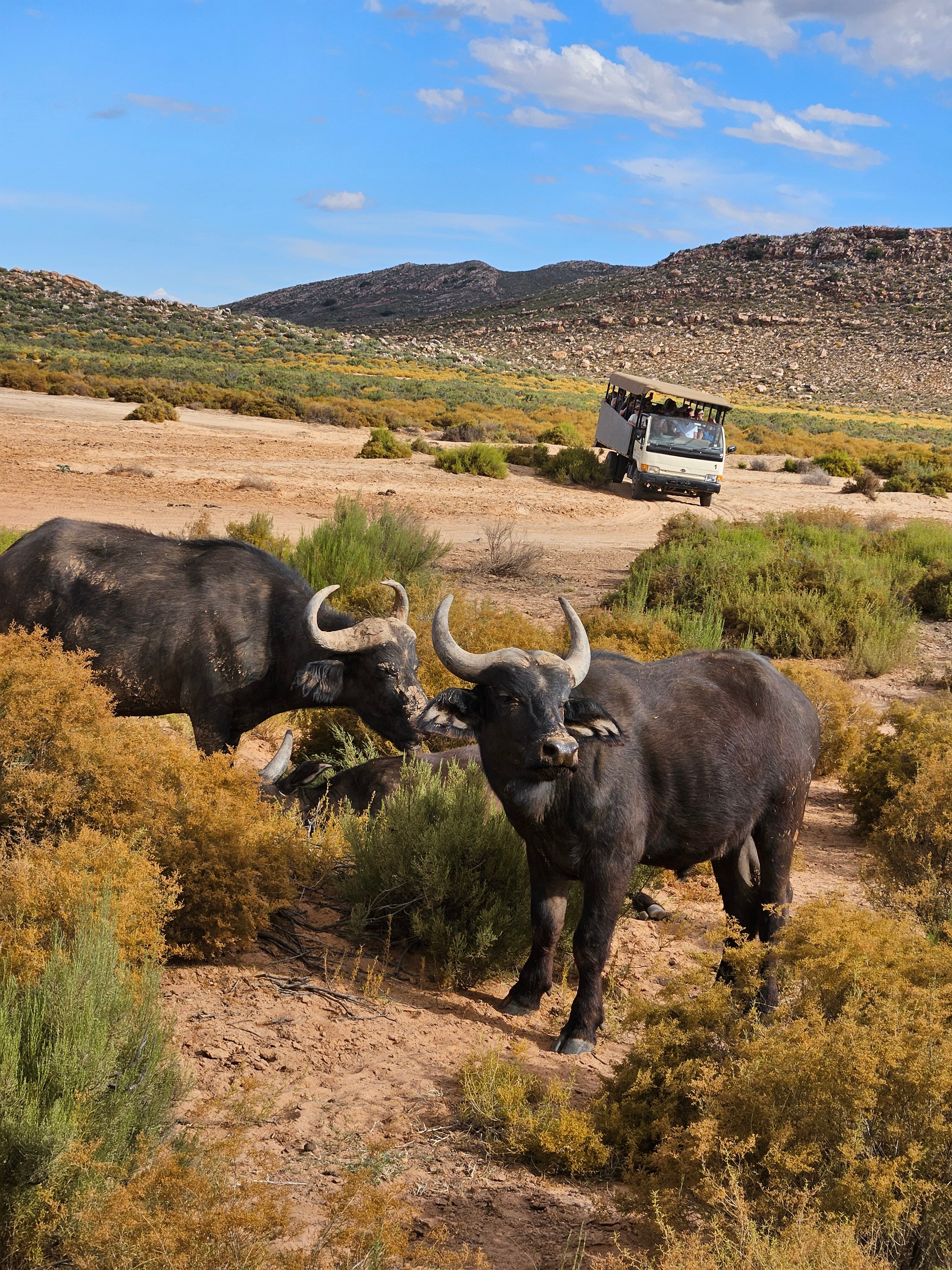 Фото Aquila Private Game Reserve & SPA