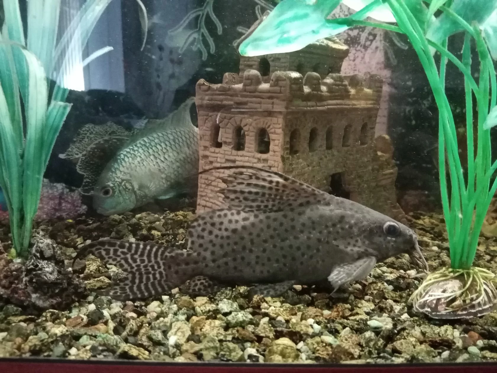 Фото Юбилейный