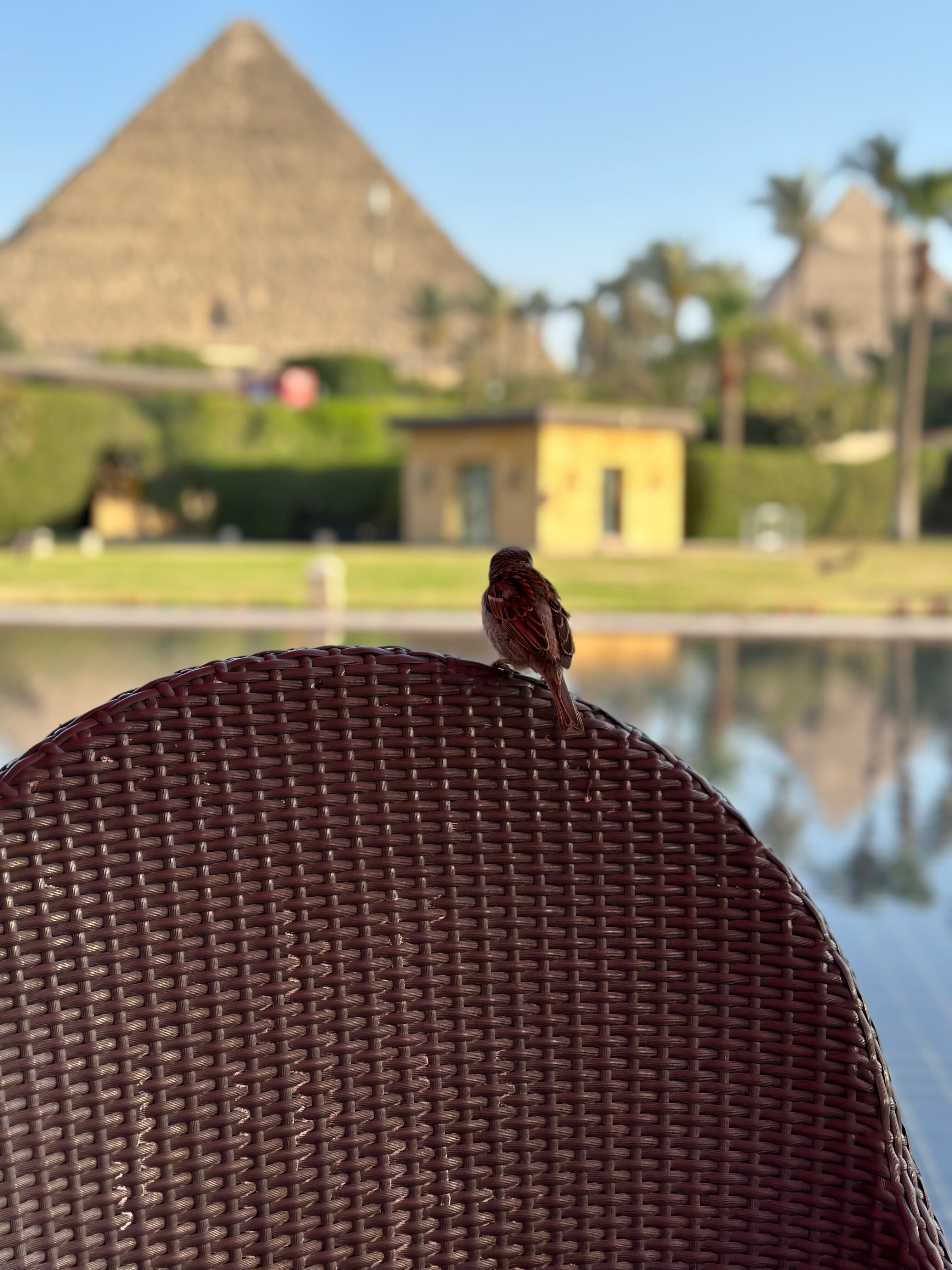 Фото Marriott Mena House Cairo