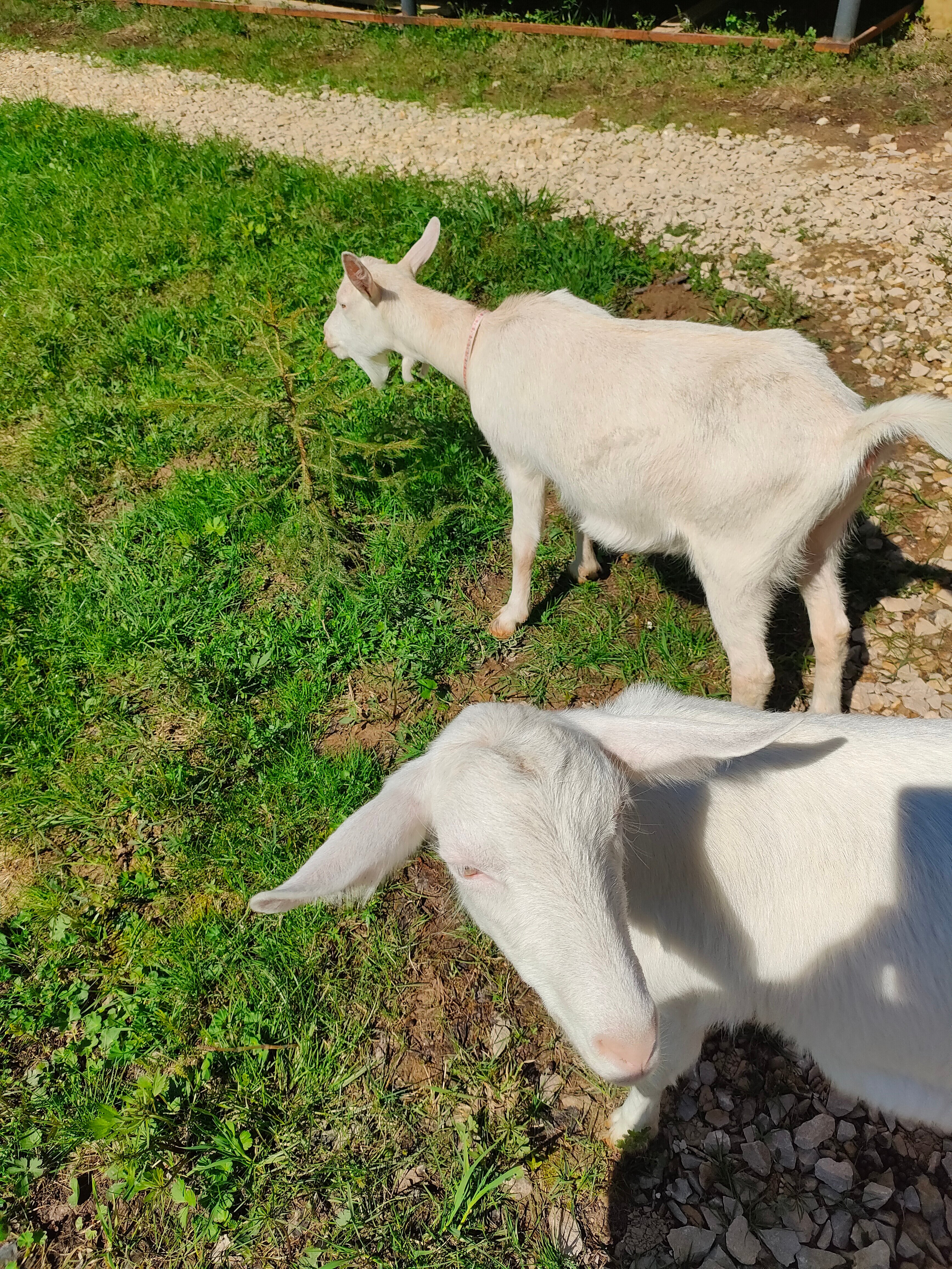 Фото Модная коза