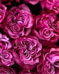 Atrium-fleur (Roshchinskaya ulitsa, 21к2) ، محل زهور
