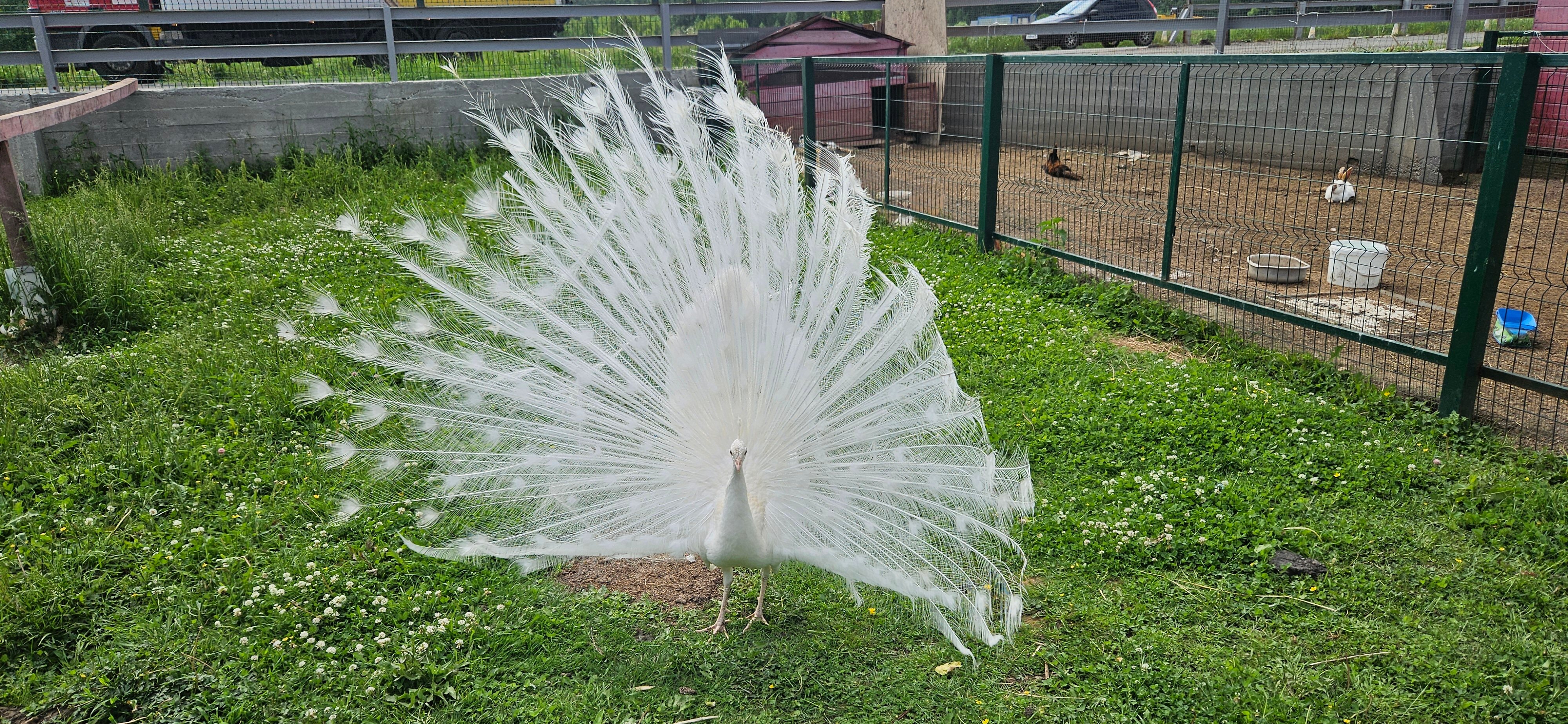 Фото Bereza Country