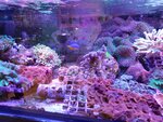 Наутилус (ulitsa Lizy Chaykinoy, 23), oceanarium