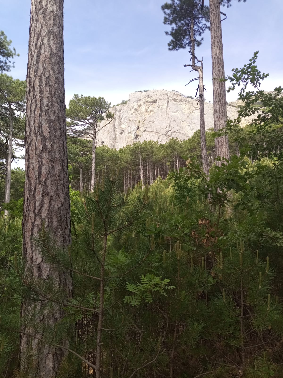 Фото Лесные дворики