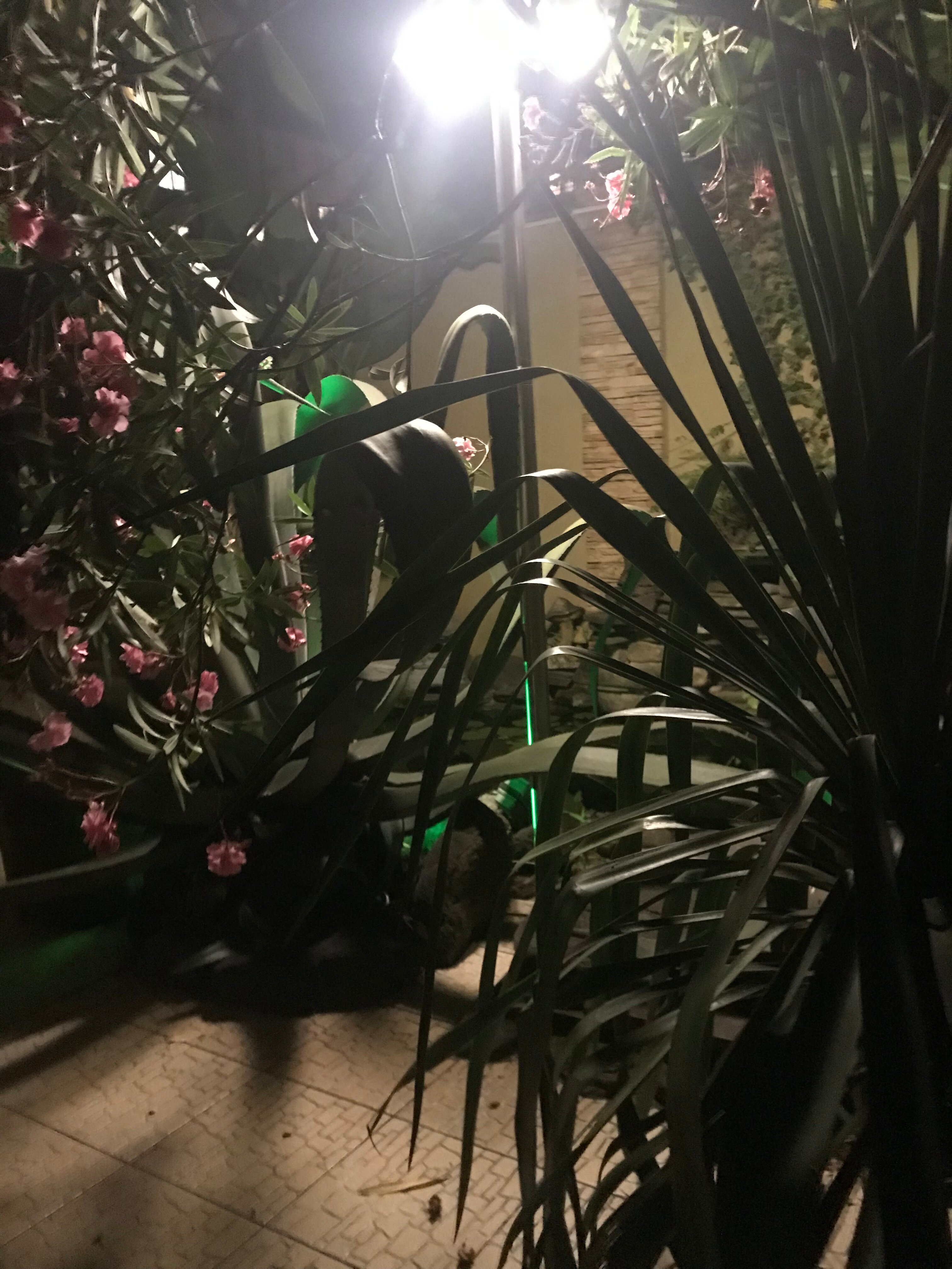 Фото Адениум 585