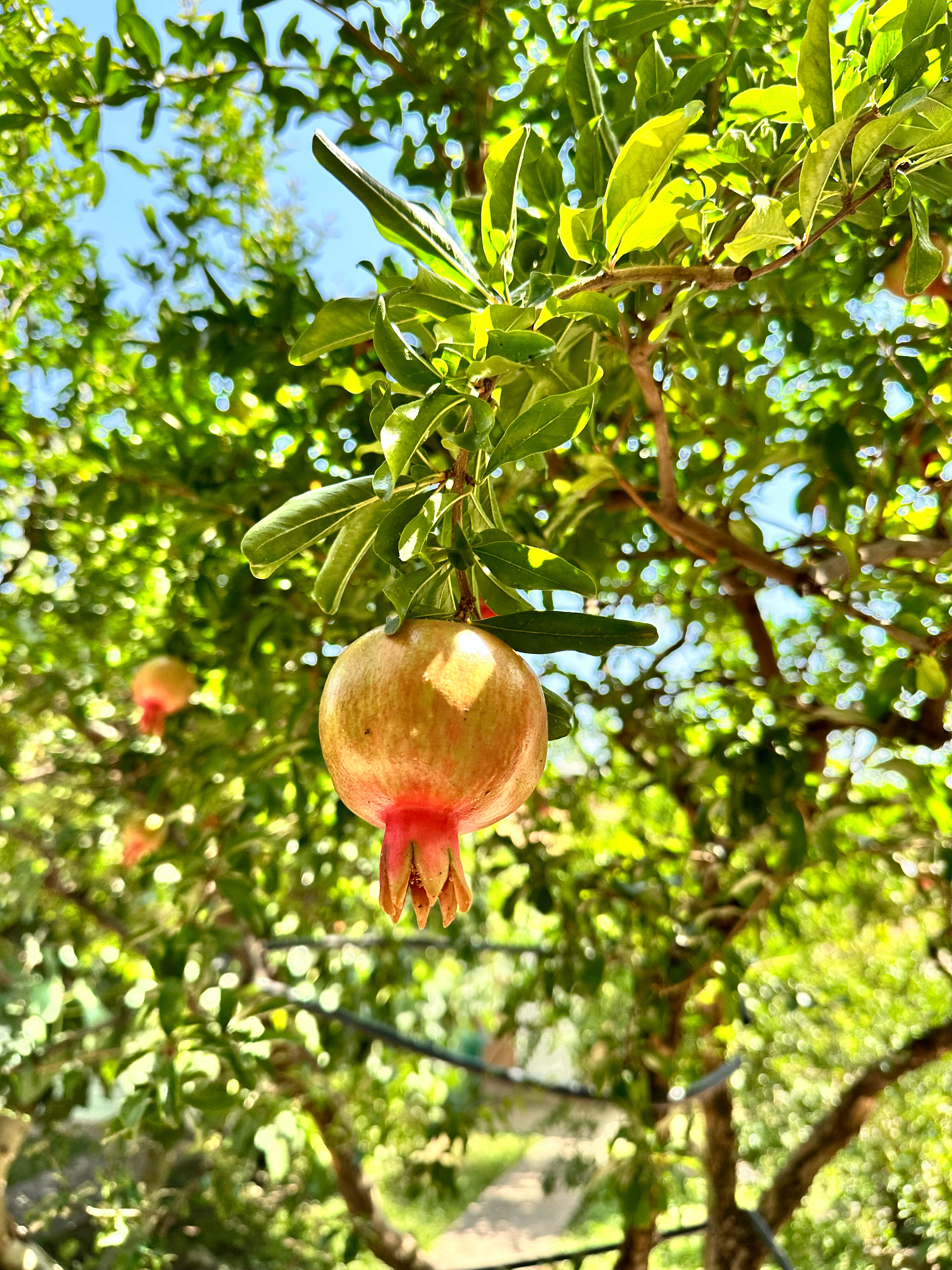 Фото Вилла Бахт