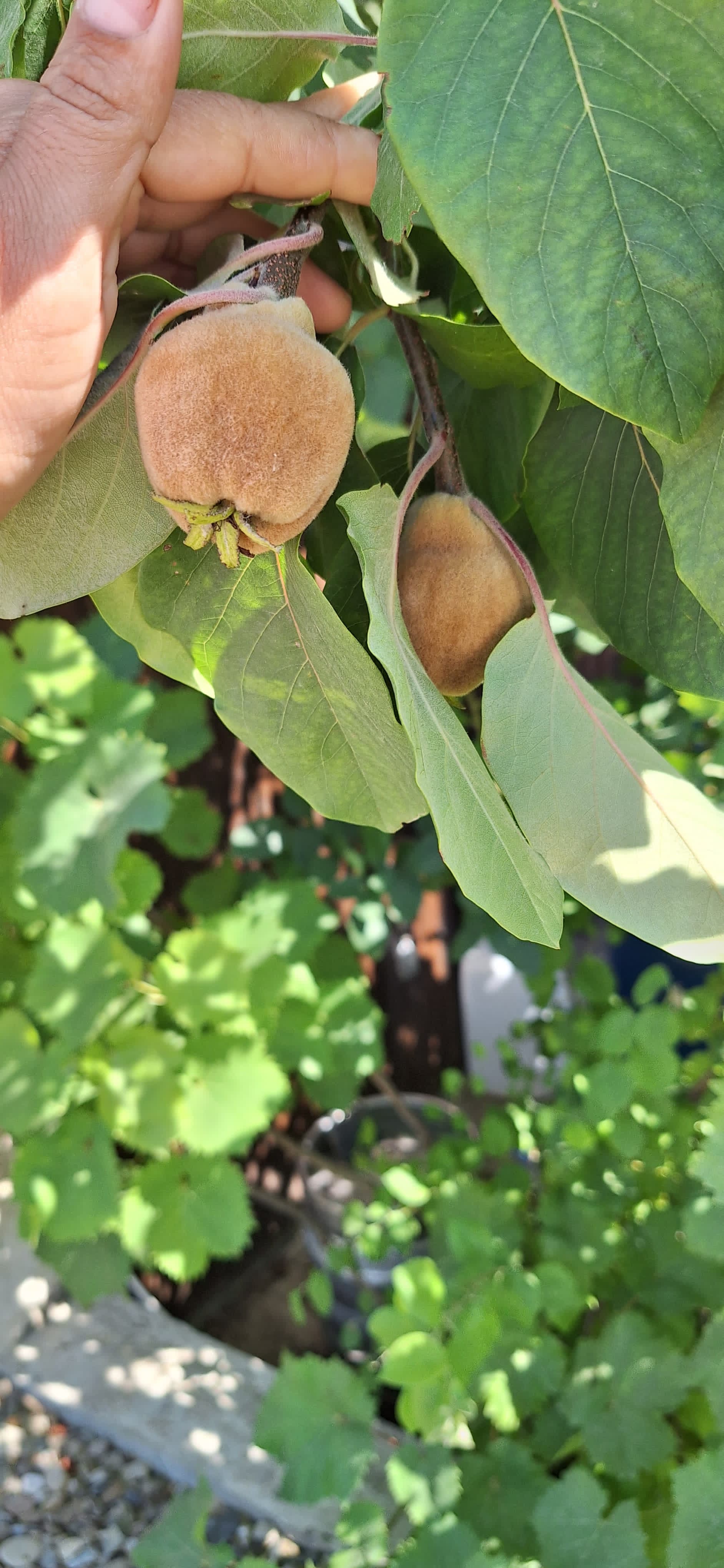 Фото Элитель