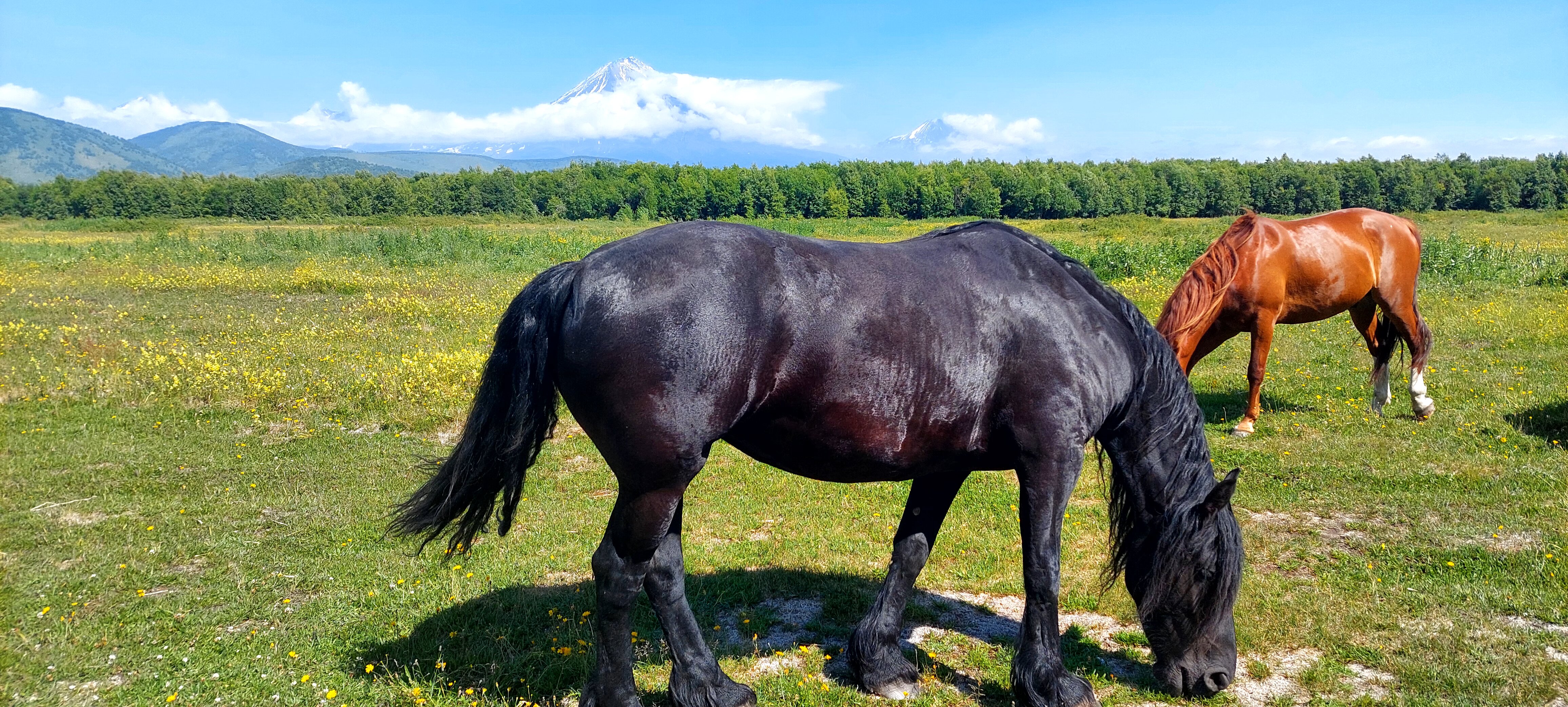 Фото Антариус