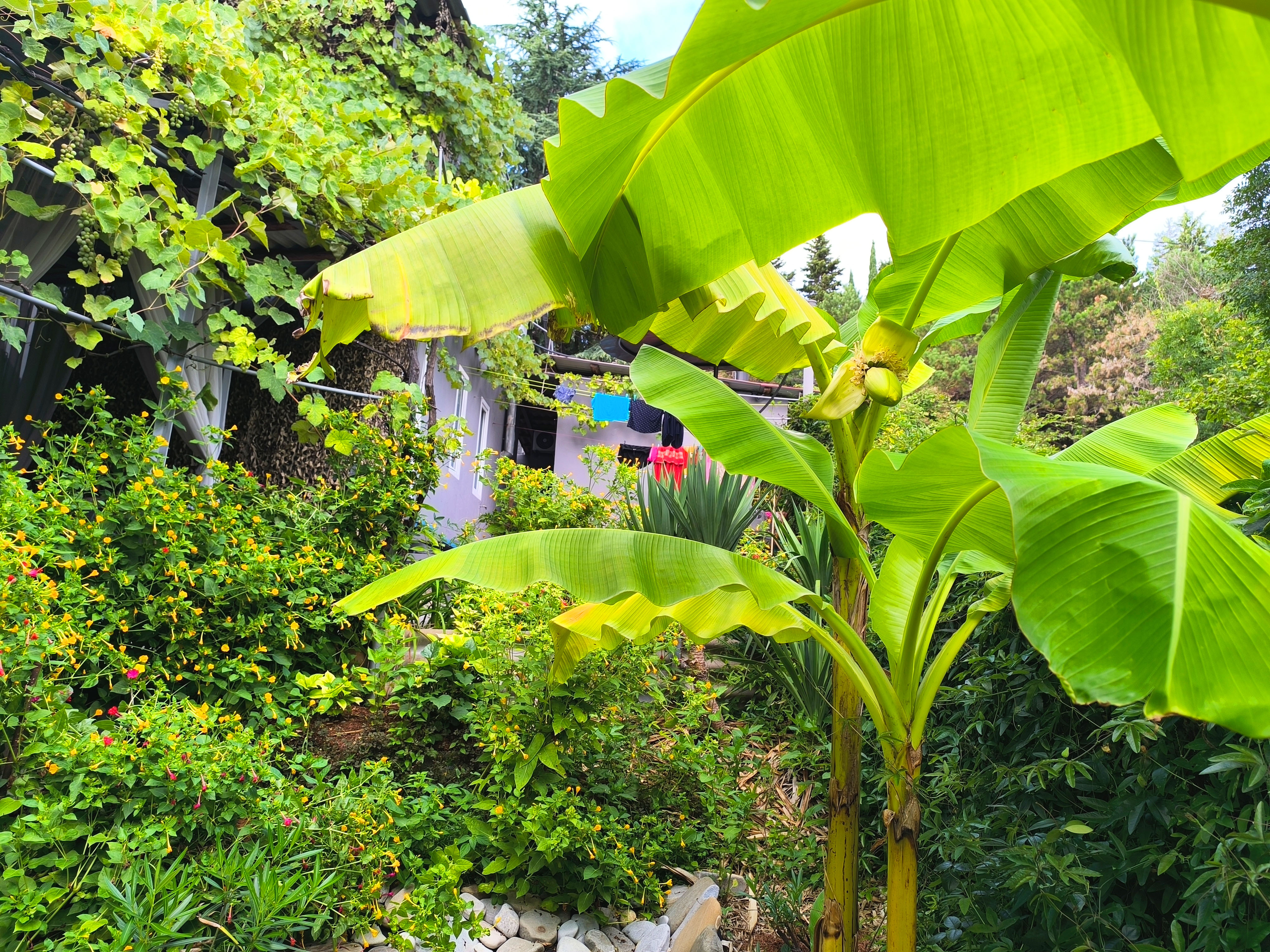 Фото У Кедра