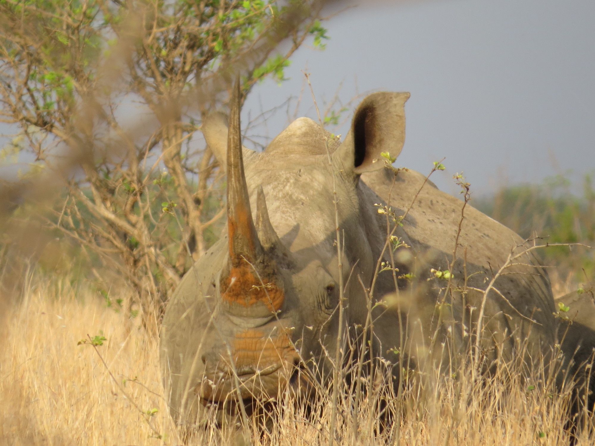 Фото Crocodile Bridge Safari Lodge