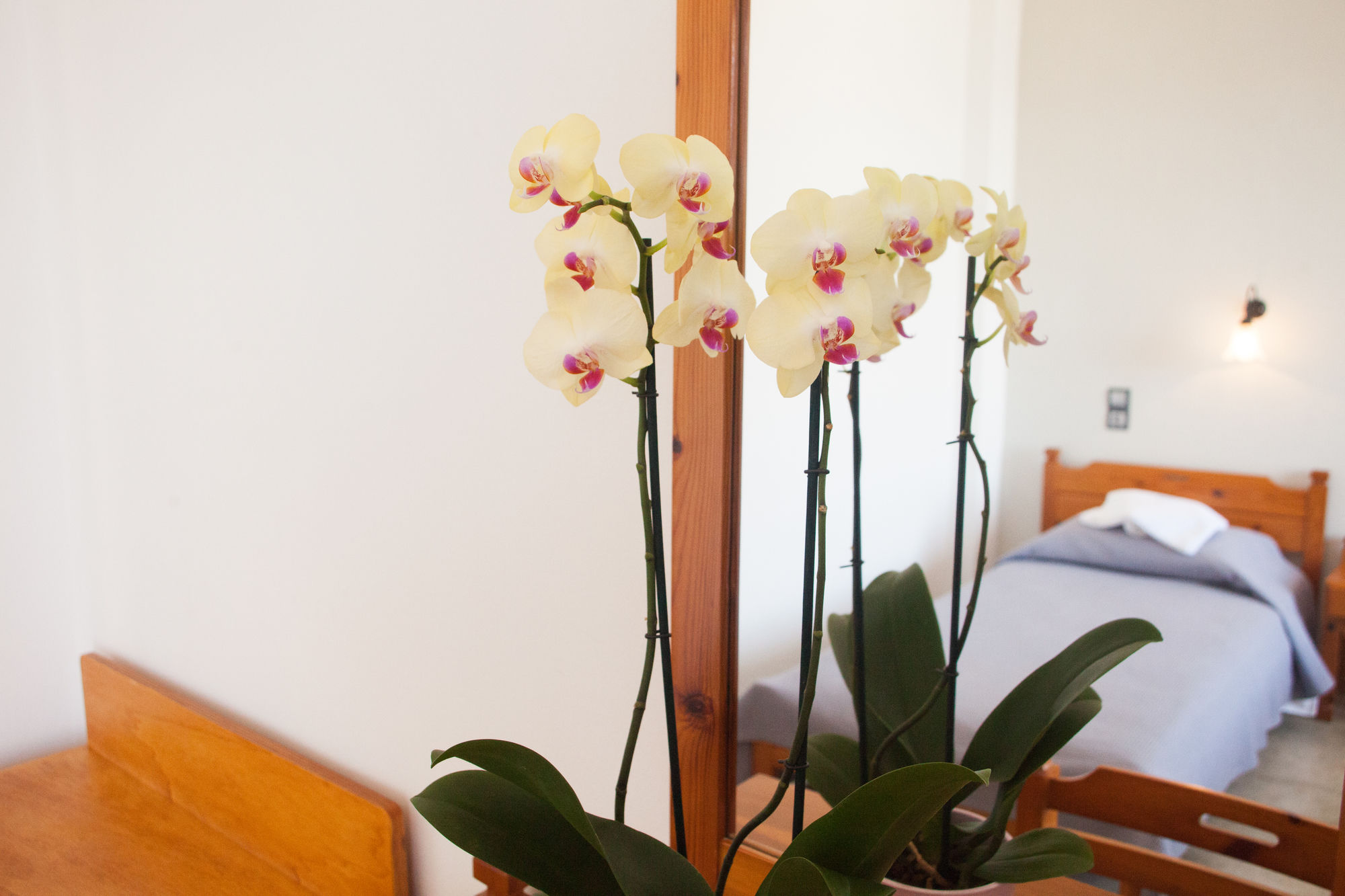 Фото Olympia Hotel