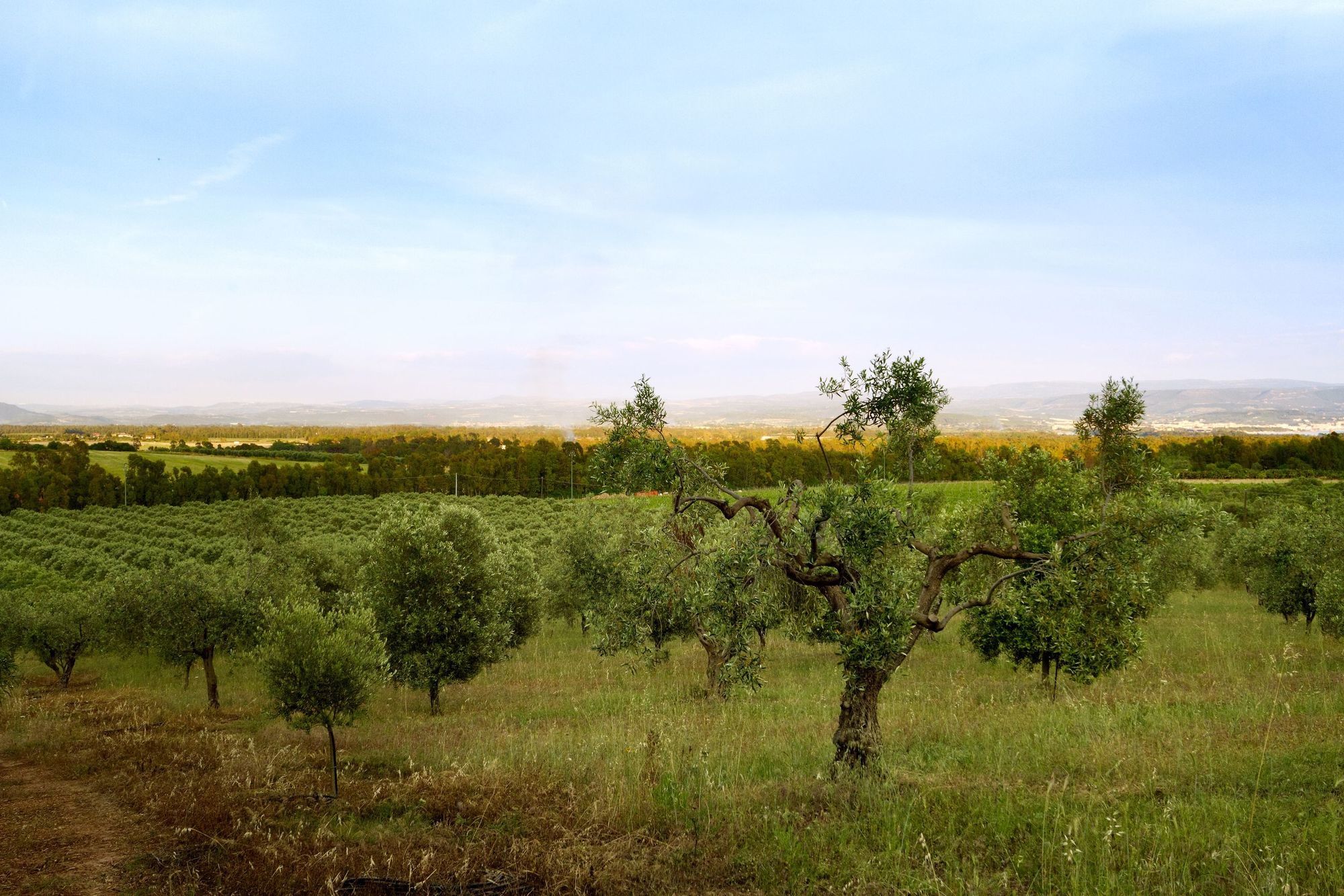 Фото Wine Resort Ledà d'Ittiri