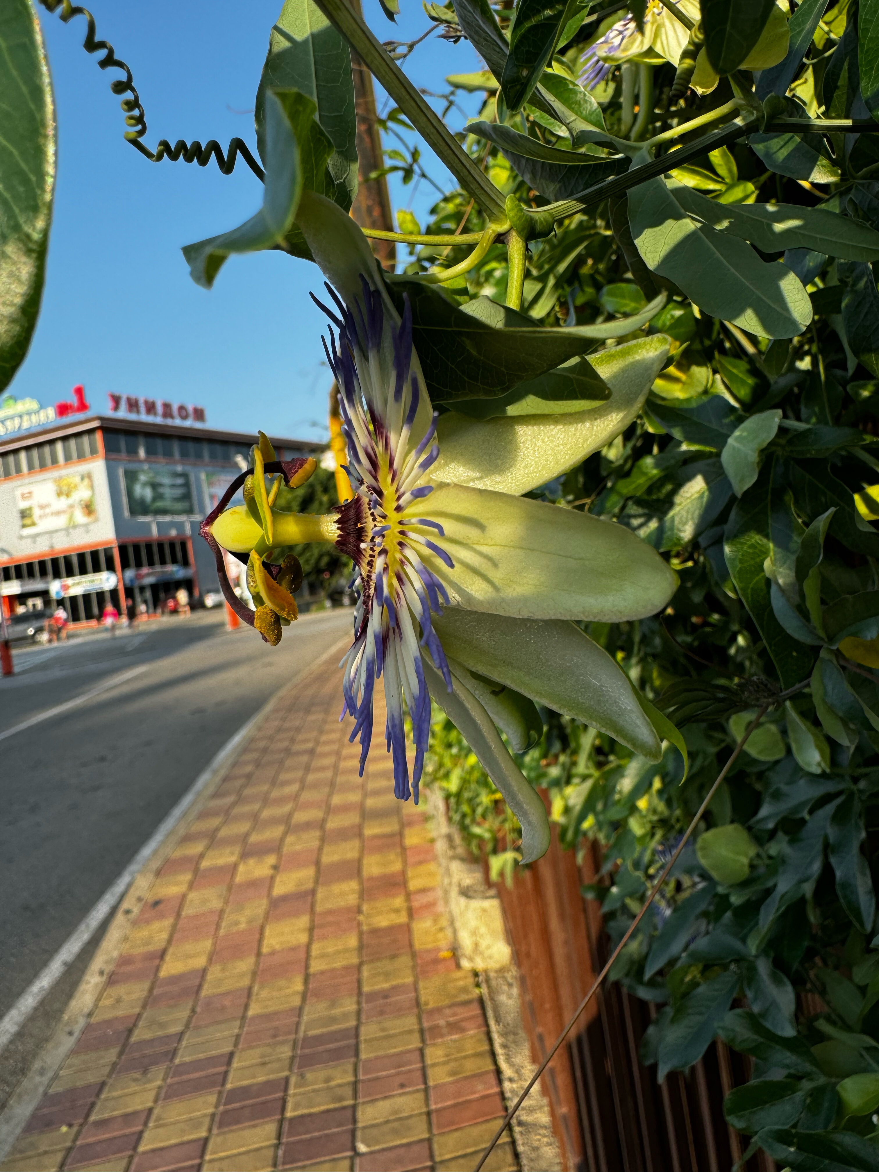 Фото Orange House