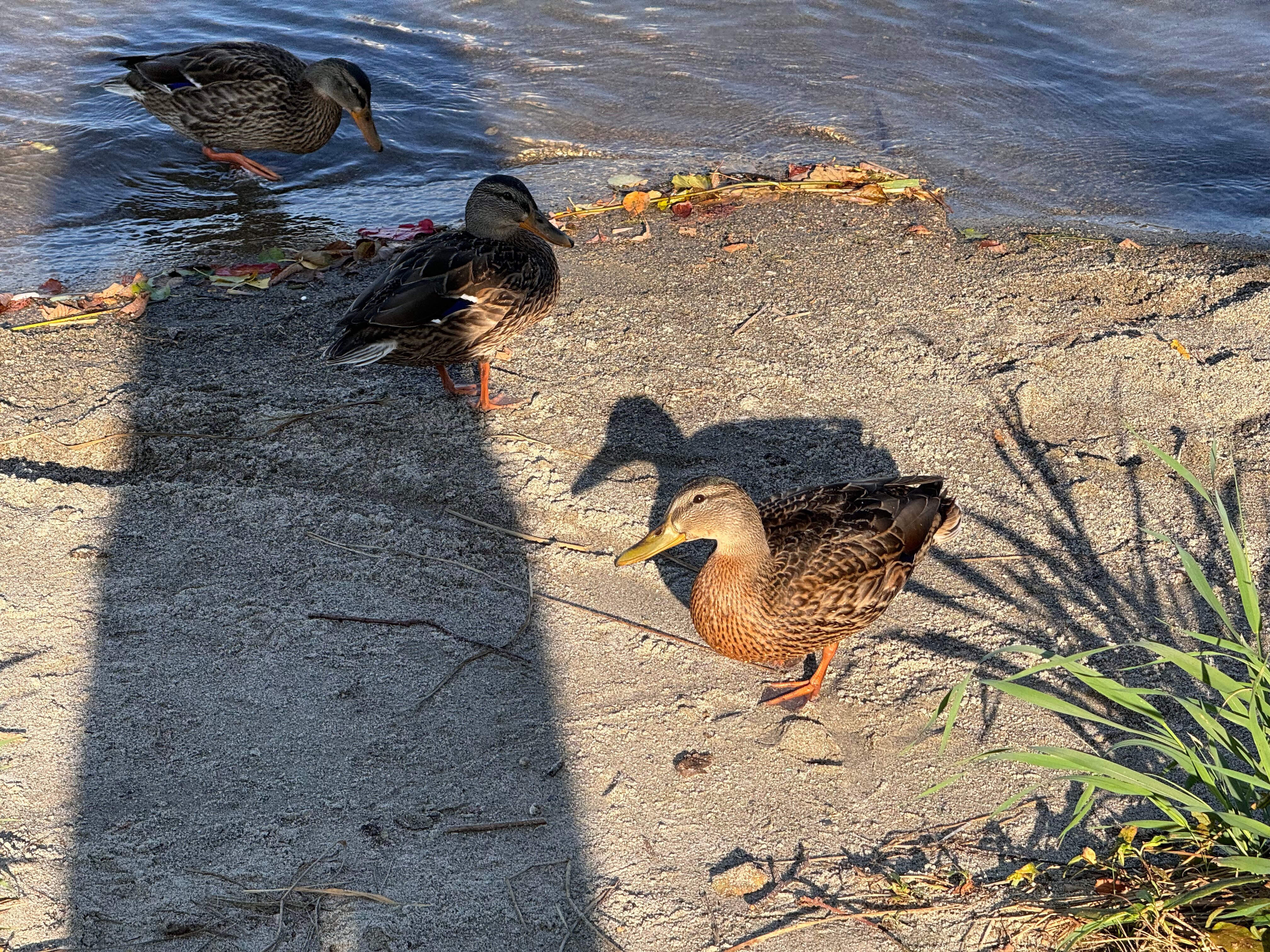 Фото Талви-Кеса
