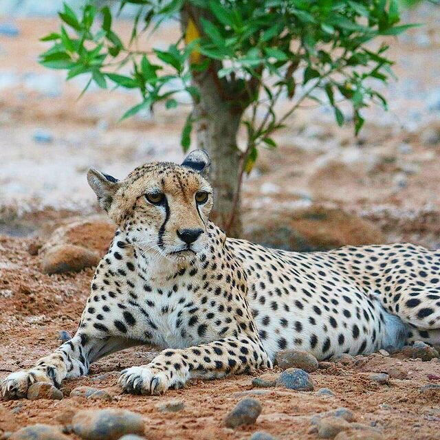 Soft drinks bar Fresh Juice, Abu Dhabi, photo