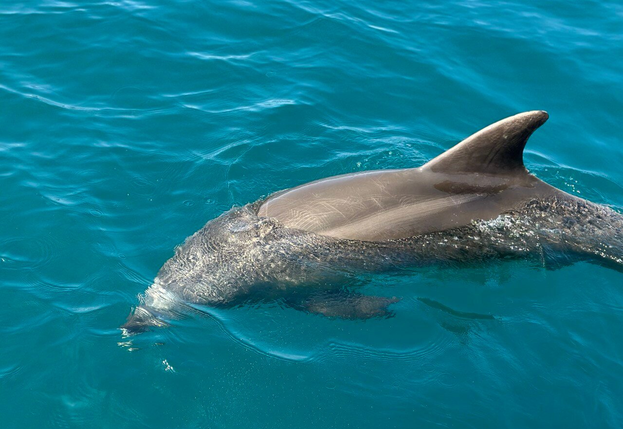 Фото Даккар