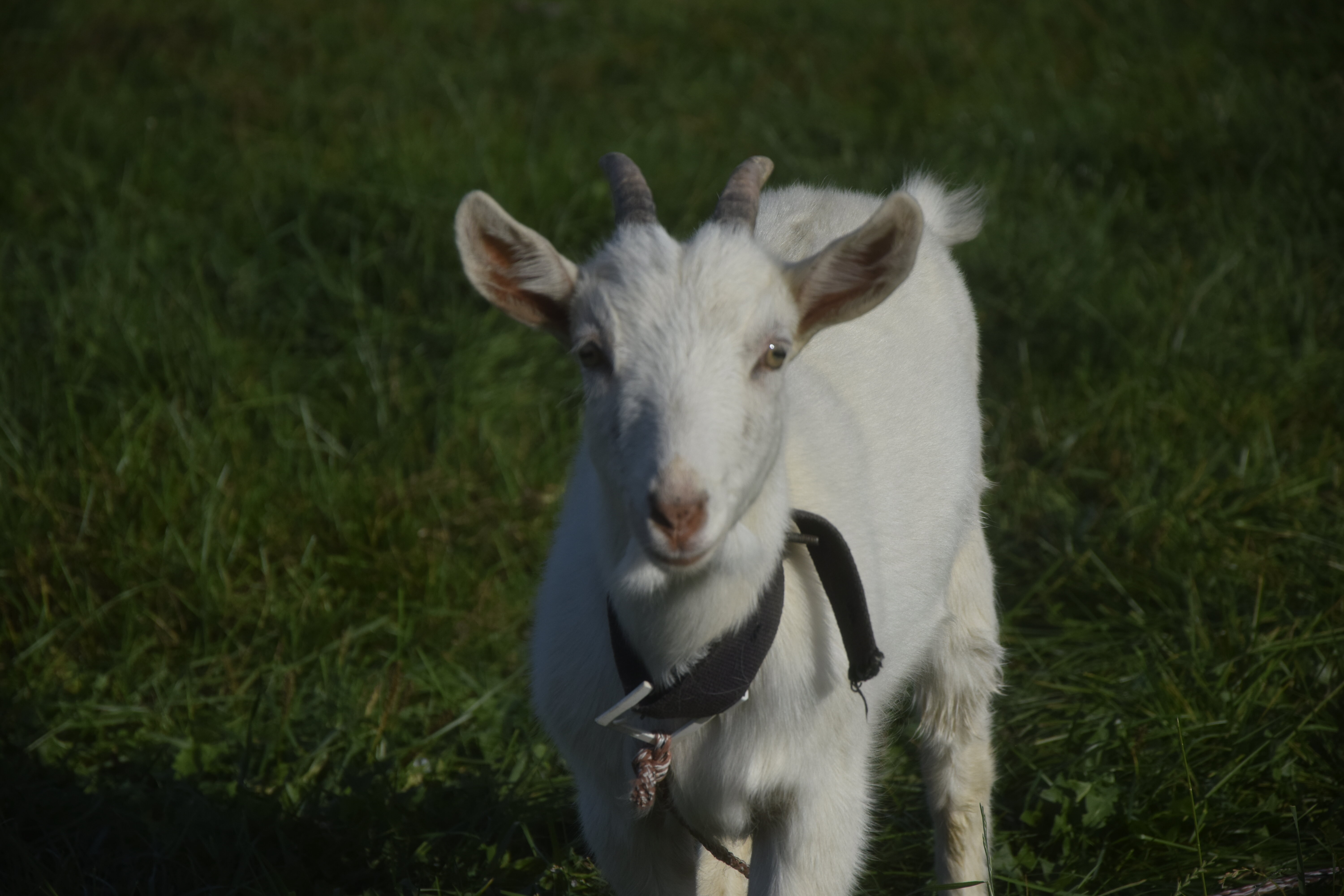 Фото Ладожский причал