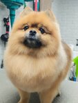Зоосалон (prospekt Lenina, 53), salón de mascota, peluquería de animales