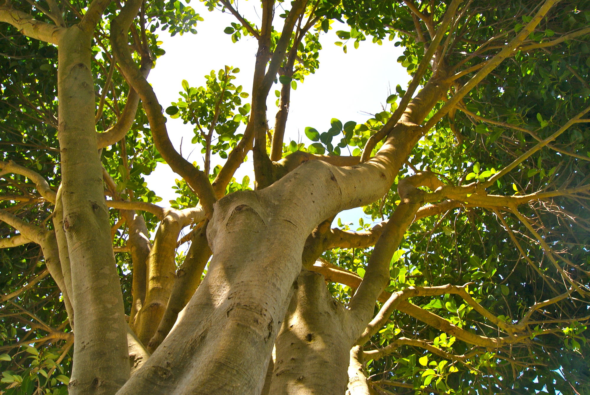 Фото La Giuliva Charming Rooms