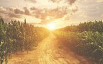 Bc Institute Agricultural Products (Ankara Province, Cankaya District, Emek Mah., 23. Sok., 19), productos agrícolas