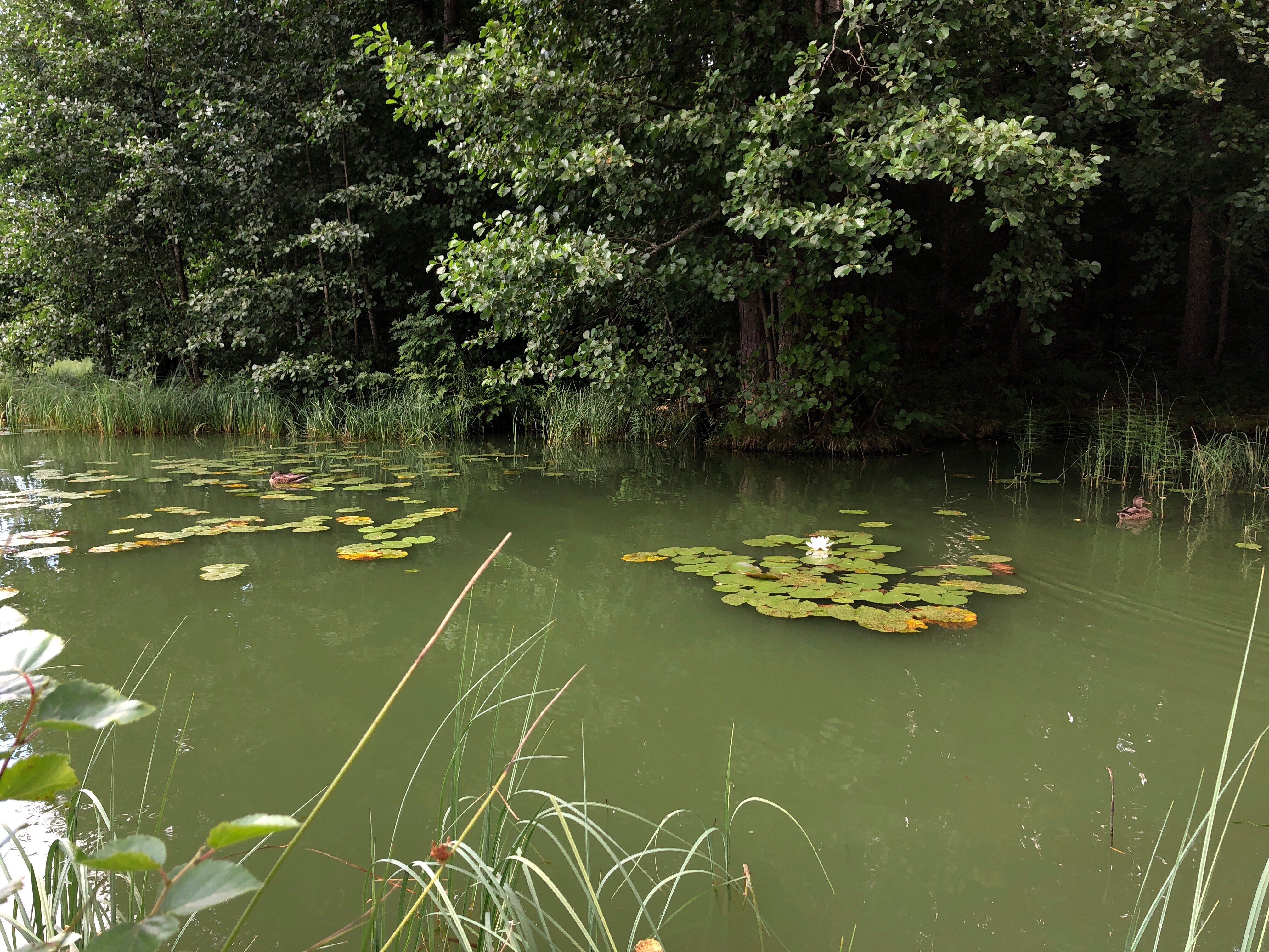 Фото Черника