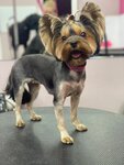 Пёс с Тобой (Opalikhinskaya Street, 31), salón de mascota, peluquería de animales