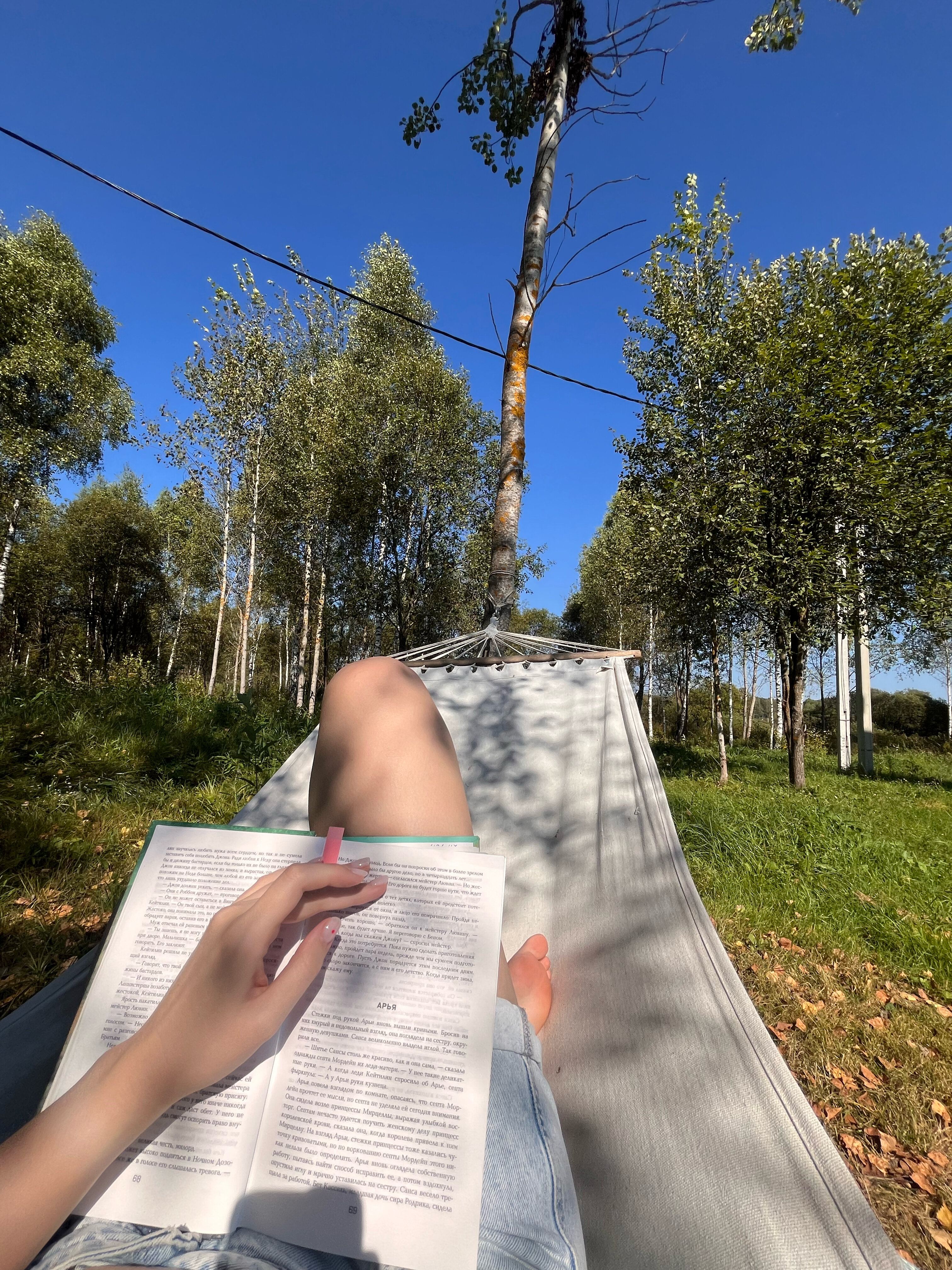 Фото Лаванда