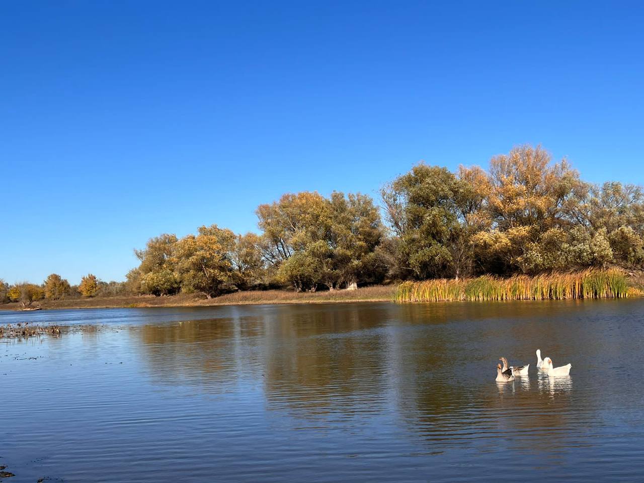 Фото Загородный парк Баклушино