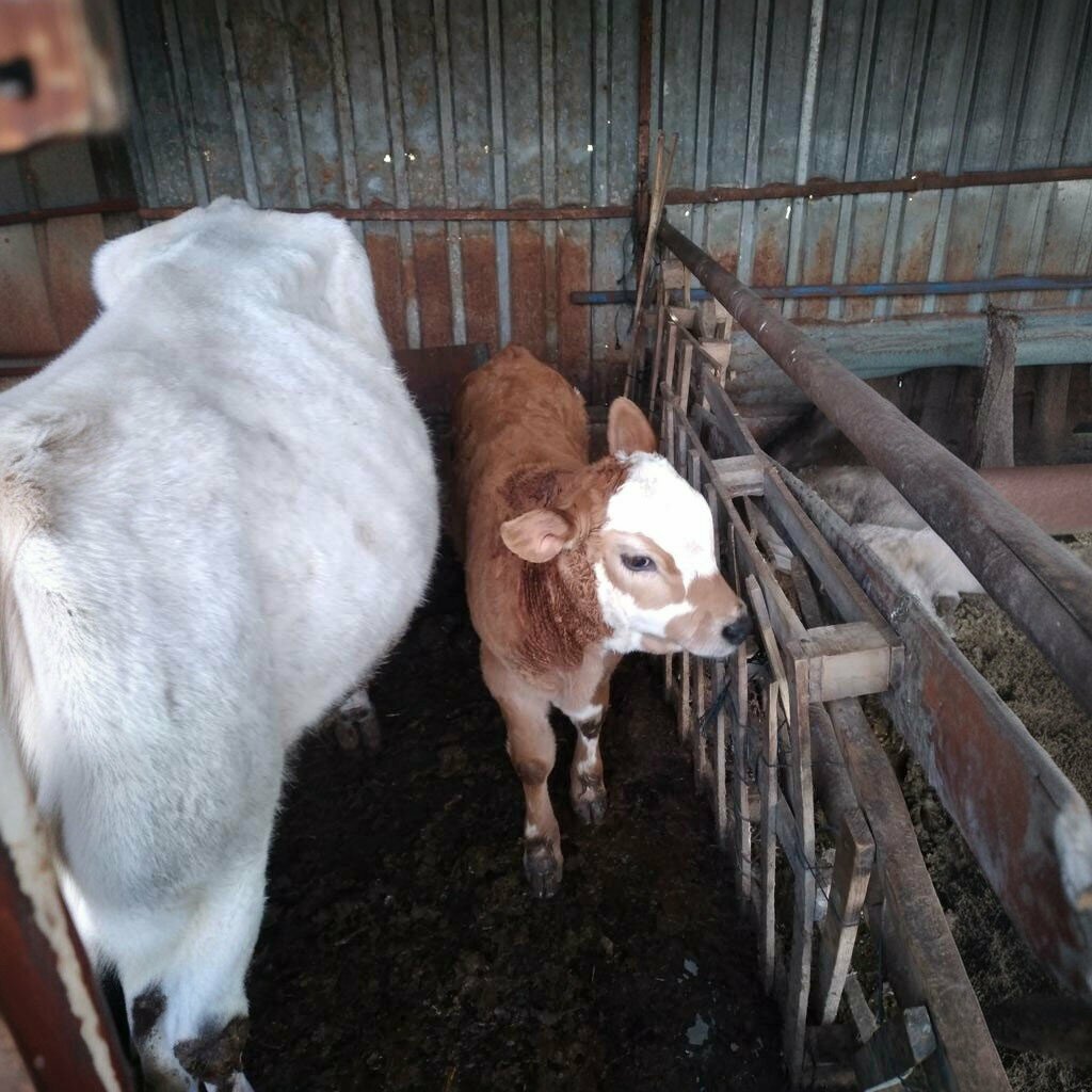 Veterinary clinic Onur Veteriner, Mustafakemalpasa, photo
