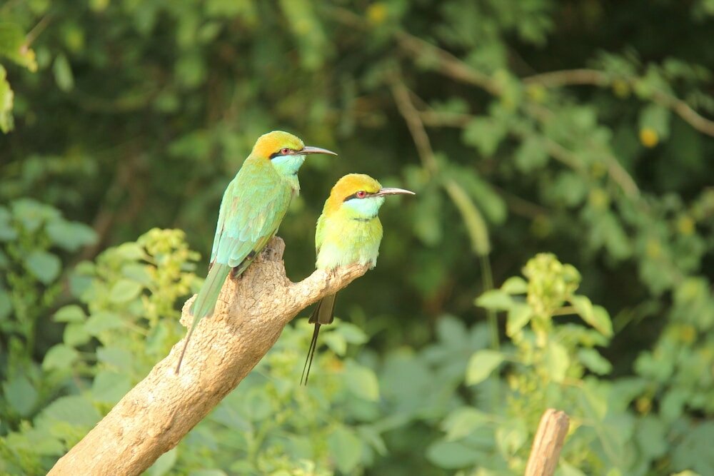 Фото Yala Safari Camping - All Inclusive